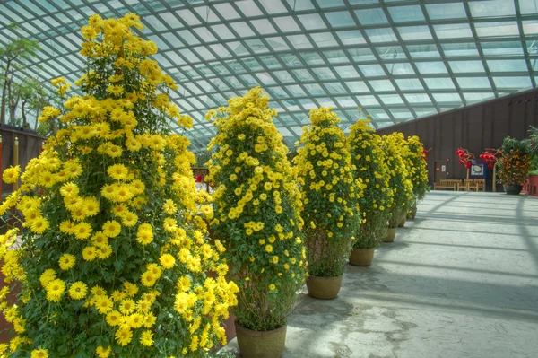 Decoraciones chinas de Año Nuevo en el Flower Dome, Gardens by the Bay, Singapur — Foto de Stock