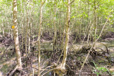 Mangrove swamp clipart