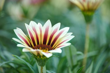 renkli çiçek alanları içinde çiçek