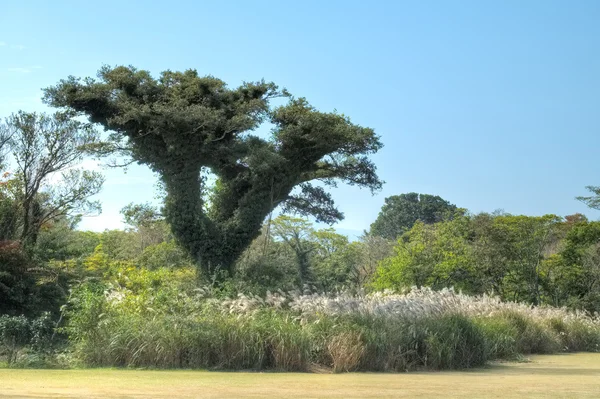 Ecoland Tema Parkı, jeju Adası