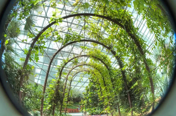 Fisheye view of Gardens by the Bay, Singapore — Stock Photo, Image