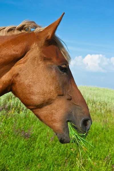 Pferd auf einer grünen Wiese im Wald — Stockfoto