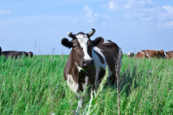 Kon på en grön äng äter en gräs — Stockfoto