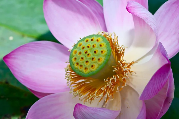 Beaux lotus roses un gros plan sur le lac — Photo