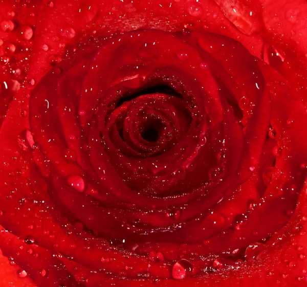 Fondo de una rosa roja húmeda con gotitas de agua —  Fotos de Stock