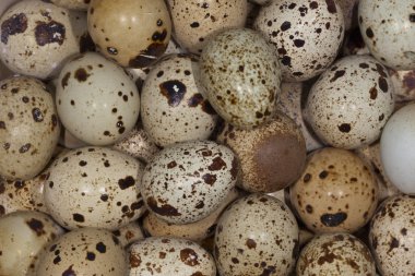 bıldırcın yumurtası