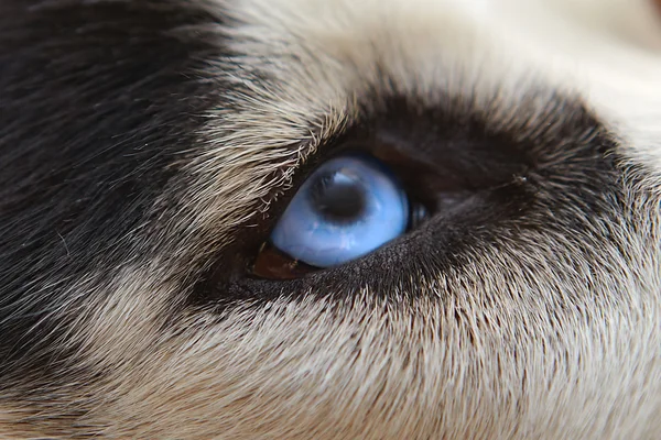 Wolf sight of eyes close up — Stockfoto