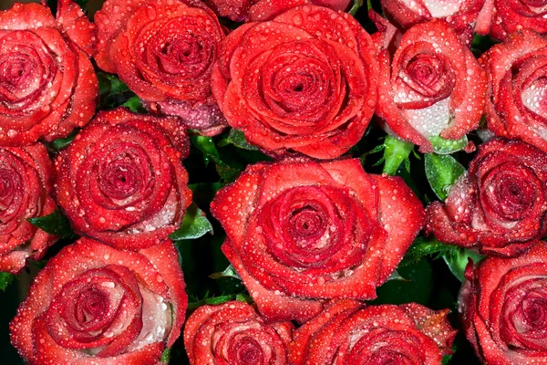 Red wet roses with water droplets — Stock Photo, Image