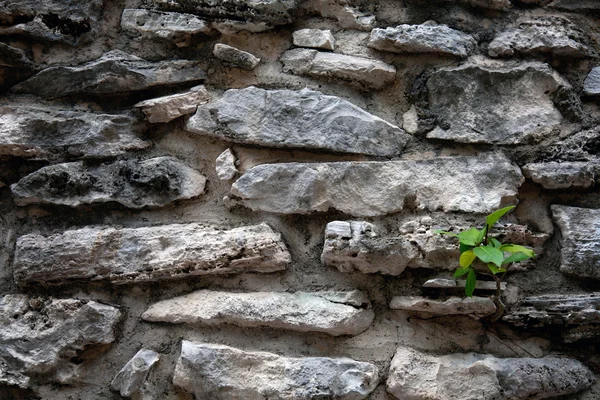 Древняя стена Майя — стоковое фото