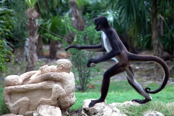 Spider monkey Royalty Free Stock Photos