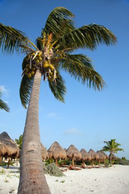 Bir Playa del carmen Meksika beach