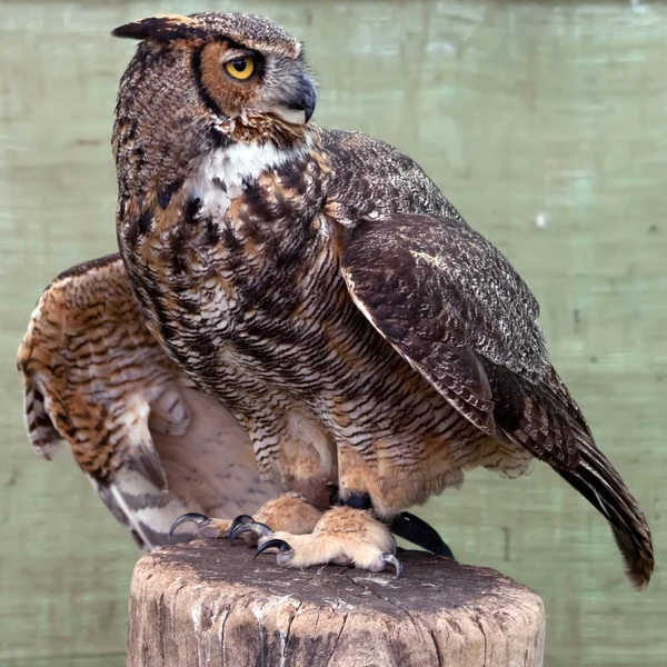 Great horned owl — Stock Photo, Image