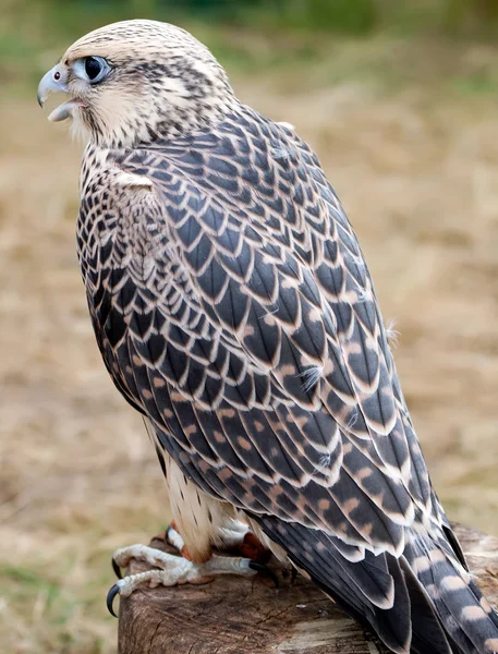 Saker Falcon — Stock Photo, Image