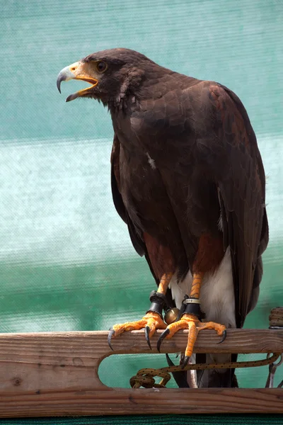 Harris's Hawk — Stock Photo, Image