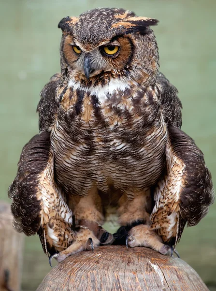 Great horned owl — Stock Photo, Image