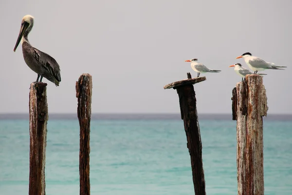 Pelican and seagulls — Stock Photo, Image