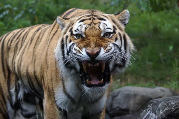 Siberian "Amur" tiger — Stock Photo, Image