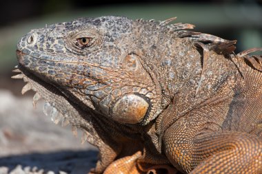 iguana Cancun, Meksika