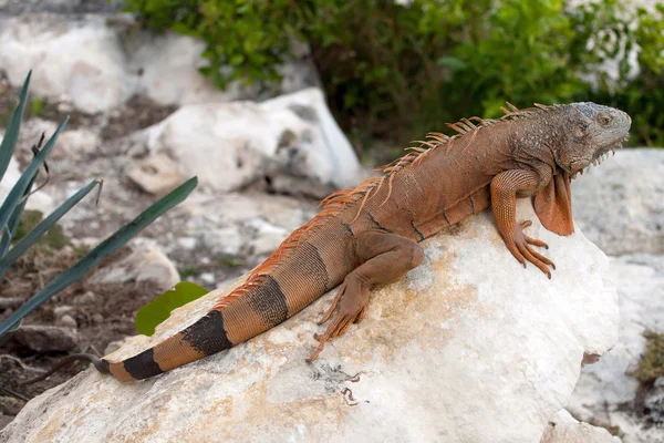 Iguana v Cancúnu, Mexiko — Stock fotografie
