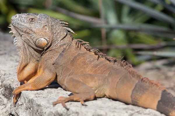 Iguana v Cancúnu, Mexiko — Stock fotografie