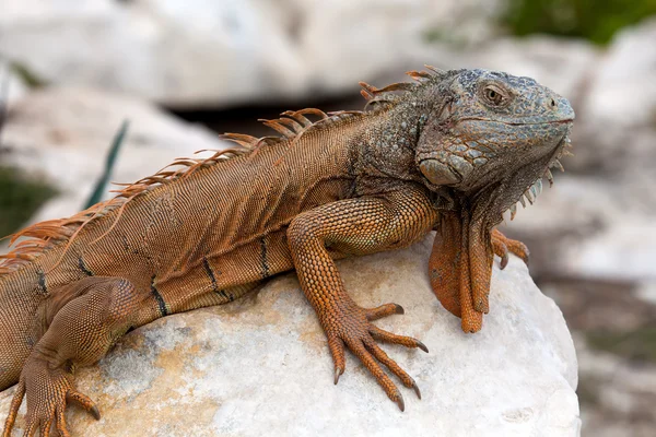 Iguana in Cancun, Mexico — Stock Photo, Image