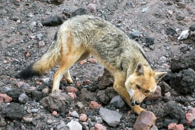 Andean fox chimborazo il, ecuador