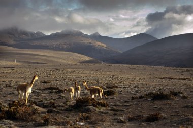 Vicunas in the Chimborazo privince, Ecuador clipart