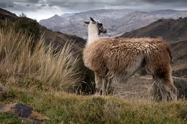 Lama — Stockfoto