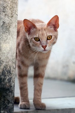 Turuncu gözlü kedi portresi