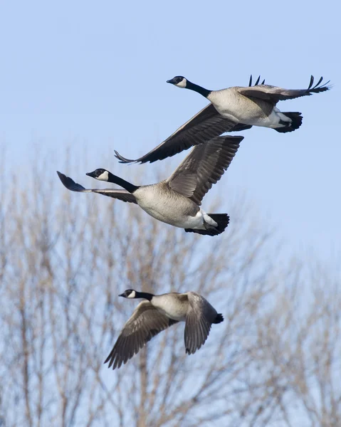 Трио канадских гусей — стоковое фото