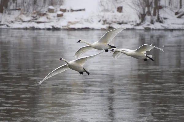 Trio de cygnes trompettes — Photo