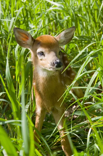 Młody Jeleń Jeleń Whitetail — Zdjęcie stockowe