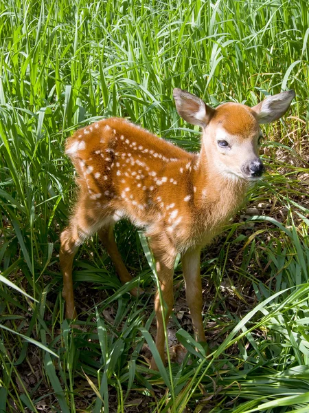 Cervos selvagens Fawn — Fotografia de Stock