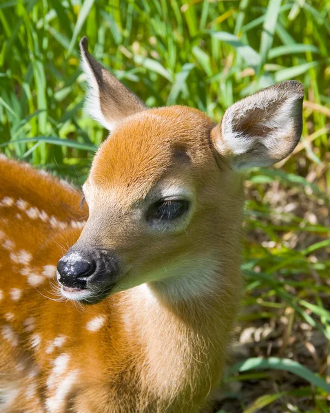 Veado selvagem Whitetail cervo em Minnesota — Fotografia de Stock