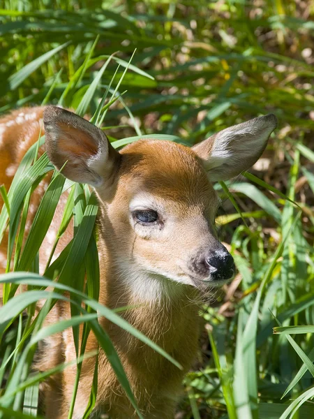 Cervo fawn na grama alta — Fotografia de Stock