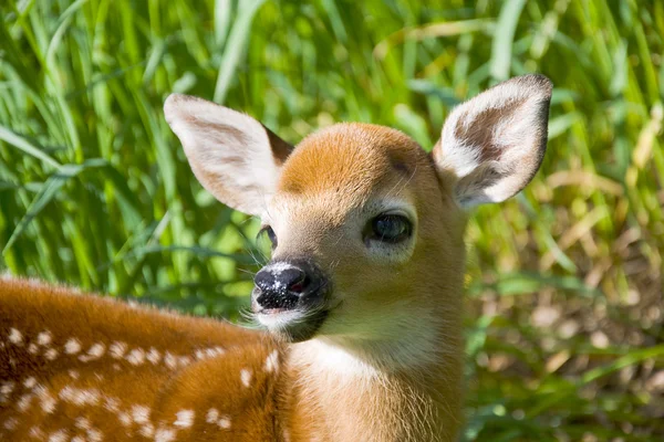 Cervos selvagens Fawn — Fotografia de Stock