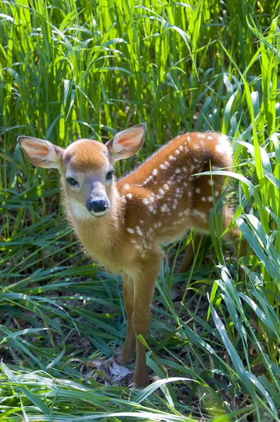 Baby deer — Stockfoto