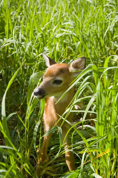 Młody Jeleń Jeleń Whitetail — Zdjęcie stockowe