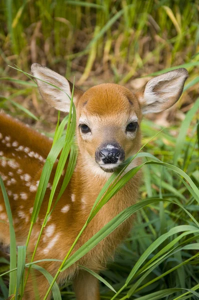 Cervos selvagens Fawn — Fotografia de Stock