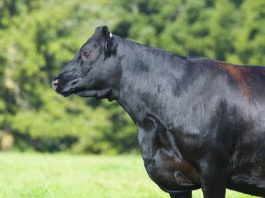 Black Angus Cow clipart