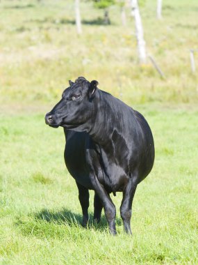 Black Angus Cow clipart