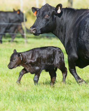 Black Angus Cow and Calf clipart