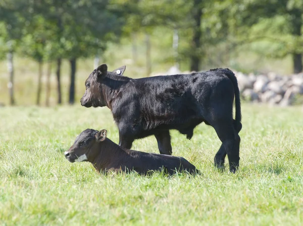 Vitelos de bovino — Fotografia de Stock