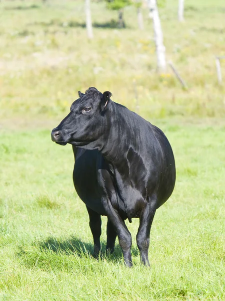 Black Angus корова — стокове фото