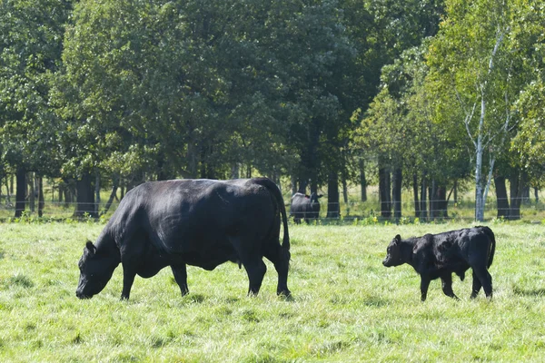 Vache et veau — Photo