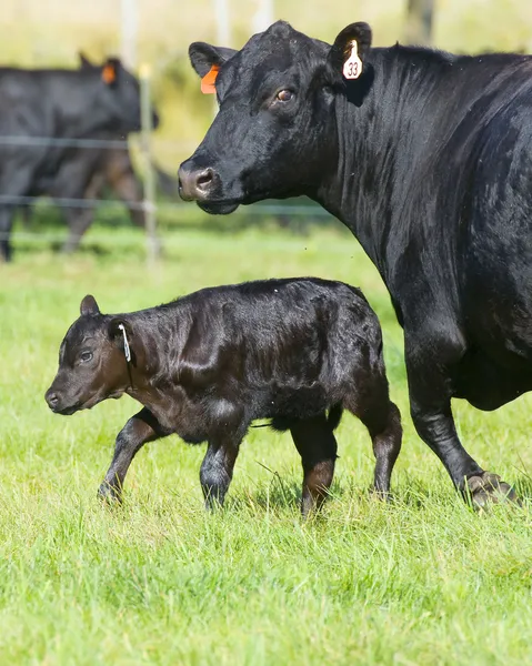 Schwarzangus-Kuh und -Kalb — Stockfoto