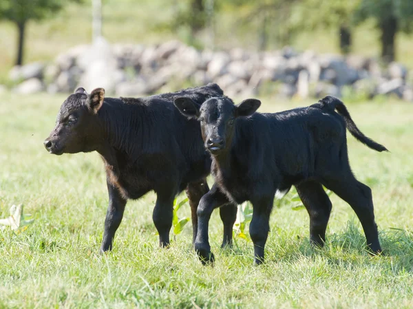 Anguskälber — Stockfoto