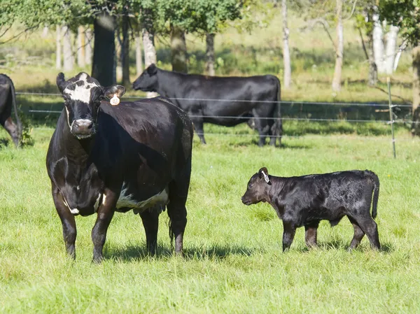 Koe en kalf — Stockfoto