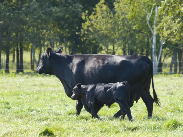 Fekete Angus tehén és a borjú — Stock Fotó