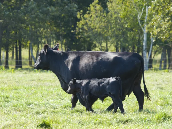 Svart Angus-ku og kalv – stockfoto